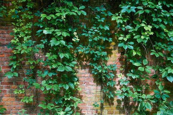 Groene Oranje Wilde Druiven Bladeren Muur Achtergrond Natuurlijke Textuur Van — Stockfoto
