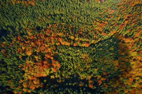 Drohnen Aus Der Luft Über Dem Herbstwald Bunte Bäume Wald — Stockfoto