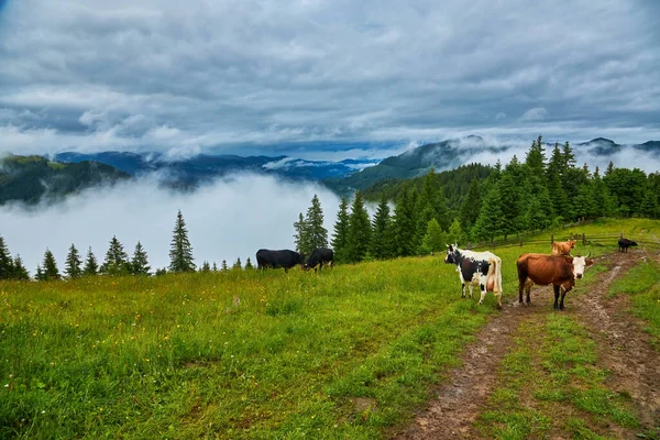 Cows Graze Meadow Fog Carpathian Cows Ukraine Mountain Cows Graze — стоковое фото
