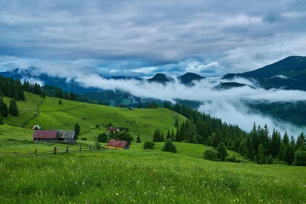 Idylliskt Landskap Alperna Med Färska Gröna Ängar Och Blommande Blommor — Stockfoto
