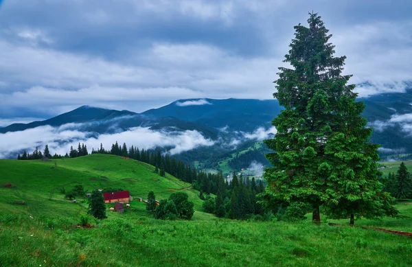 Idylická Krajina Alpách Čerstvými Zelenými Loukami Kvetoucími Květinami Zasněženými Vrcholky — Stock fotografie