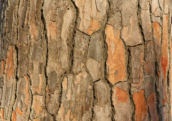 Bark Old Pine Tree Texture Background — Stock Photo, Image