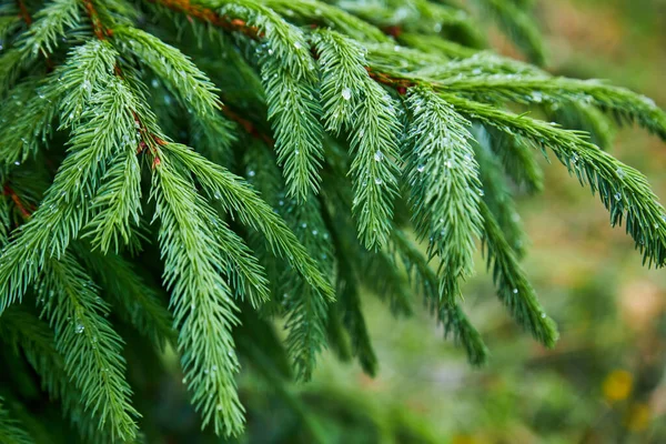 Větve Jasně Zeleného Smrku Nebo Jedle Tmavém Lese Dešti — Stock fotografie