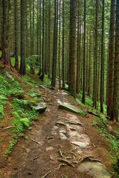 Caminhadas Nas Montanhas Caminho Pedra Bonita Uma Trilha Caminhadas Floresta — Fotografia de Stock