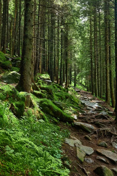 Trail Dark Pine Forest Slopes Mountain Carpathians Ukraine Europe Beauty — Stock Photo, Image