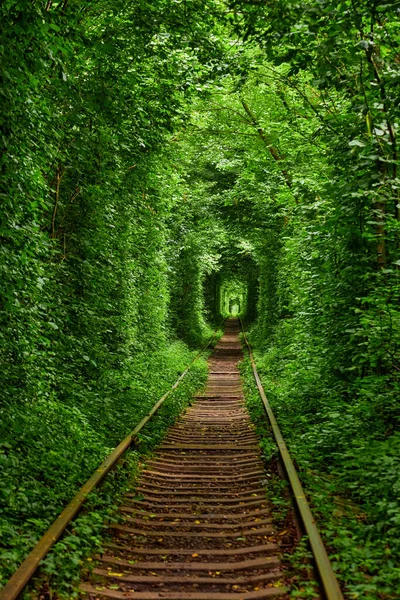 Una Ferrovia Nella Foresta Primaverile Tunnel Amore — Foto Stock