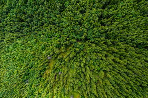 Conifer forest from above. Plantation of spruce trees. Top down aerial view. Background forest view from above, green forest nature texture