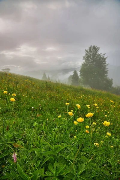 Tavasz Alpokban Hegyek Virágok — Stock Fotó