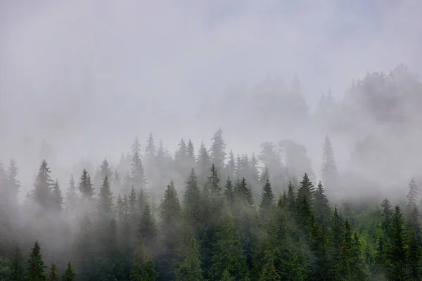 Misty Landscape Fir Forest Hipster Vintage Retro Style — Stock Photo, Image
