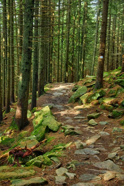 Schöne Landschaft Zum Drucken Wanderweg Bergwald — Stockfoto