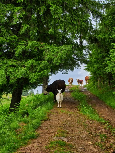Коза Коровы Горном Пути Тумане — стоковое фото