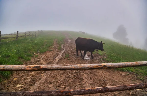 Корова Пасущаяся Зеленых Горах Туманом — стоковое фото
