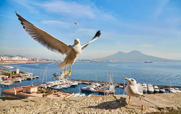 stock image Seagull on the wall of Castel dell Ovo Egg Castle with panoramic view on mount Vesuvius in Naples, Campania, Italy, Europe. Ferries in the port of Naples. Clouds and sea view.