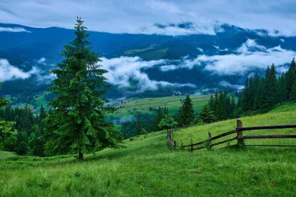 晨光下的高山草甸 乡村春天的风景 山谷雾蒙蒙 林后青草丛中 明亮的蓝天上的蓬松的云彩 自然新鲜感概念 — 图库照片