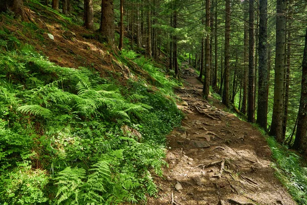 Schöne Landschaft Zum Drucken Wanderweg Bergwald — Stockfoto