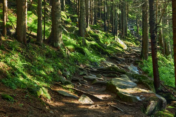Ścieżka Ciemnym Lesie Sosnowym Zboczach Góry Karpaty Ukraina Europa Piękny — Zdjęcie stockowe