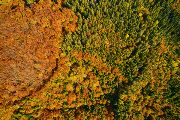 Vista Aérea Del Bosque Temporada Follaje Fondo Verde Natural Naranja — Foto de Stock