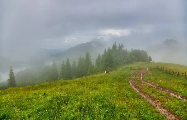 Ідилічний Ландшафт Альп Свіжими Зеленими Луками Квітучими Квітами Засніженими Гірськими — стокове фото