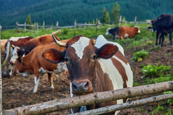 Kühe Einer Bergflanke Auf Einer Weide Sommer Gehege Mit Kühen — Stockfoto