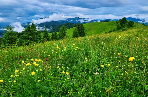 Idyllische Landschaft Den Alpen Mit Frischen Grünen Wiesen Und Blühenden — Stockfoto