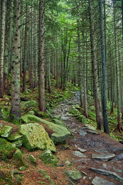 Dağlarda Yürüyüş Yürüyüş Yolunda Güzel Bir Taş Patika Taşları Eğreltiotu — Stok fotoğraf