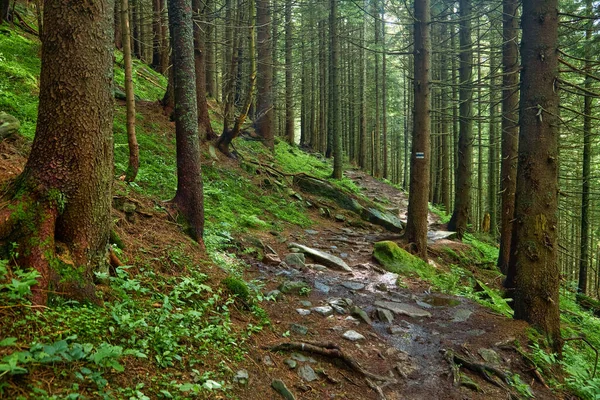 Baskı Için Güzel Bir Manzara Dağ Ormanında Yürüyüş Yolu — Stok fotoğraf