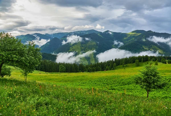 阿尔卑斯山中的田园风光 绿油油的草地 盛开的花朵和白雪覆盖的山顶为背景 — 图库照片