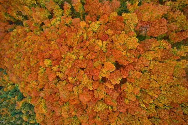 Aerial Drone View Autumn Forest Colorful Trees Wood Autumn Background — Stock Photo, Image