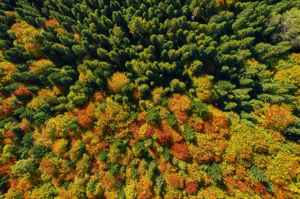 Vista Aérea Del Bosque Temporada Follaje Fondo Verde Natural Naranja — Foto de Stock