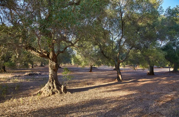 Olivenbaumgarten Der Nähe Von Petrokefali Beton Griechenland Europa — Stockfoto