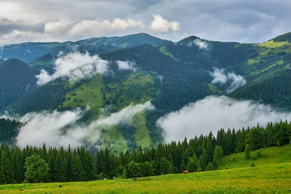 Bergwiese Morgenlicht Landschaft Frühlingslandschaft Mit Tal Nebel Hinter Dem Wald — Stockfoto