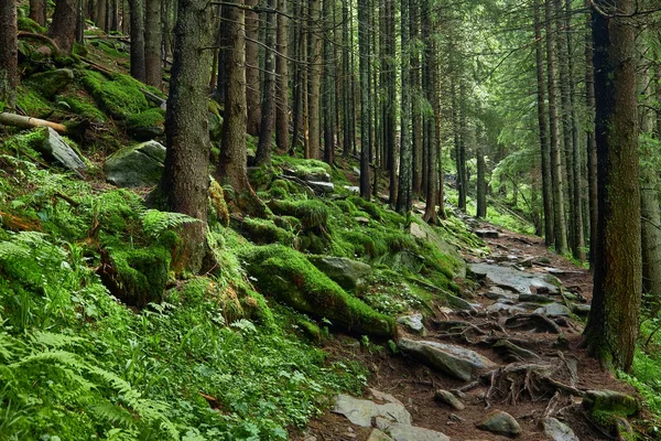 Όμορφο Τοπίο Για Εκτύπωση Περπάτημα Μονοπάτι Στο Ορεινό Δάσος — Φωτογραφία Αρχείου