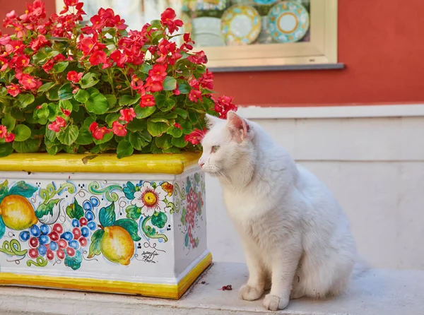 Gato Branco Senta Perto Vaso Flores Vermelhas Positano Costa Amalfitana — Fotografia de Stock