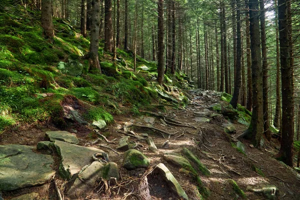 印刷のための美しい風景 山の森を歩く道 ロイヤリティフリーのストック写真