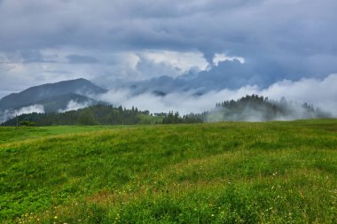 Alplerde yeşil çayırlar, çiçek açan çiçekler ve arka planda karla kaplı dağ tepeleri olan Idyllic manzarası.