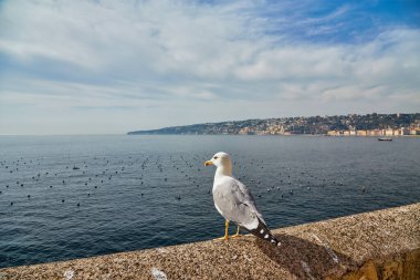 Napoli, Campania, İtalya ve Avrupa 'daki Vesuvius Dağı' nda panoramik manzaralı Castel dell Ovo Yumurta Şatosu 'nun duvarındaki martı. Napoli limanında feribot var. Bulutlar ve deniz manzarası.