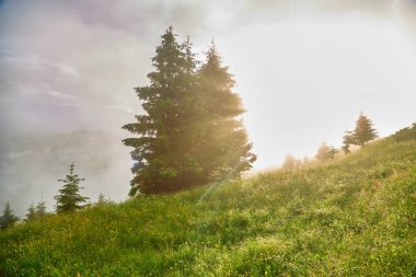 Alplerde yeşil çayırlar, çiçek açan çiçekler ve arka planda karla kaplı dağ tepeleri olan Idyllic manzarası.