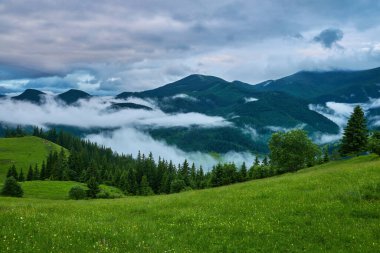 Alplerde yeşil çayırlar, çiçek açan çiçekler ve arka planda karla kaplı dağ tepeleri olan Idyllic manzarası.