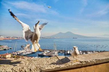 Napoli, Campania, İtalya ve Avrupa 'daki Vesuvius Dağı' nda panoramik manzaralı Castel dell Ovo Yumurta Kalesi 'nin duvarında martılar. Napoli limanında feribot var. Bulutlar ve deniz manzarası.