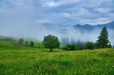 Alplerde yeşil çayırlar, çiçek açan çiçekler ve arka planda karla kaplı dağ tepeleri olan Idyllic manzarası.