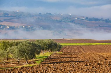 İtalya, Puglia bölge, ülkenin güneyinde. Zeytin ağaçlarının geleneksel saç ekimi.