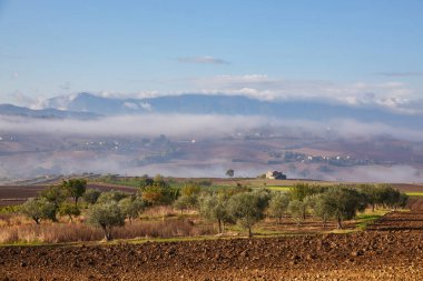 petrokefali crete, Yunanistan, Avrupa'nın yakın zeytin ağacı meyve bahçesi