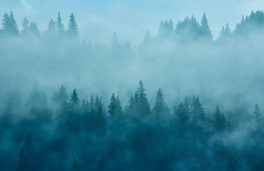 Dağlardaki soyut manzara, ormandaki sis...