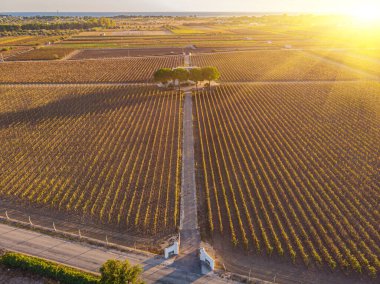 Avrupa 'da öğleden sonra saatlerinde bir üzüm bağı çiftliğinin havadan görünüşü. İHA atışı