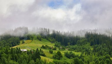 Alplerde yeşil çayırlar, çiçek açan çiçekler ve arka planda karla kaplı dağ tepeleri olan Idyllic manzarası.
