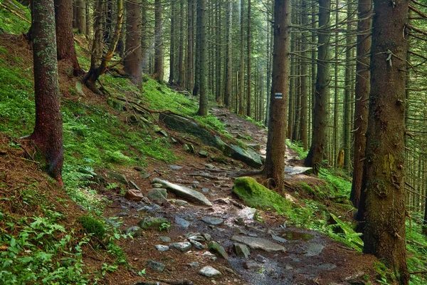 Dağın Yamacındaki Karanlık Bir Çam Ormanında Patika Karpatlar Ukrayna Avrupa — Stok fotoğraf