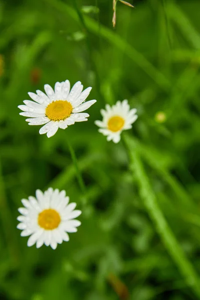 Kamomill Blommor Med Droppar Vatten Vita Kronbladen Efter Regn Den — Stockfoto