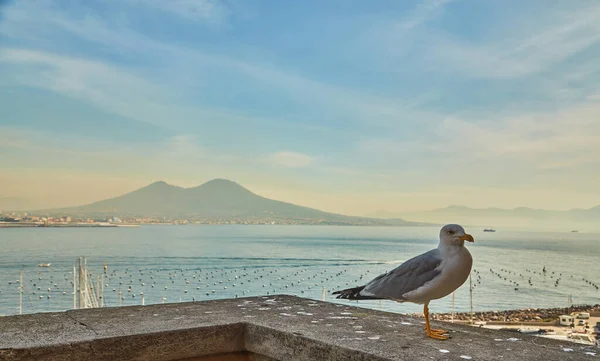 Seagull Wall Castel Dell Ovo Egg Castle Panoramic View Mount — Stock Photo, Image