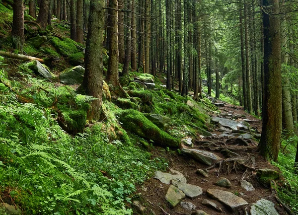 Dağlarda Yürüyüş Yürüyüş Yolunda Güzel Bir Taş Patika Taşları Eğreltiotu — Stok fotoğraf