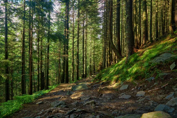 Gyönyörű Táj Nyomtatáshoz Sétaút Hegyi Erdőben — Stock Fotó